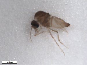  (Culicoides reevesi - BIOUG02453-D04)  @12 [ ] CreativeCommons - Attribution (2012) CBG Photography Group Centre for Biodiversity Genomics