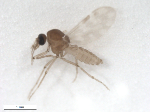  (Culicoides crepuscularis - BIOUG02453-F03)  @13 [ ] CreativeCommons - Attribution (2012) CBG Photography Group Centre for Biodiversity Genomics