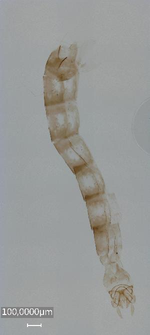  ( - NAM-Chiro42)  @11 [ ] Copyright (c) (2022) Viktor Baranov LMU Munich