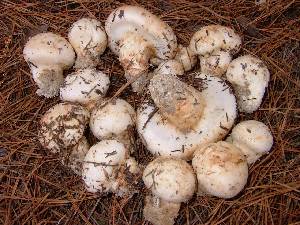  (Tricholoma magnivelare - MO151095)  @11 [ ] Unspecified (default): All Rights Reserved (2013) I. G. Safonov Unspecified