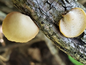  (Polyporus varius - TJR0038)  @11 [ ] CreativeCommons - Attribution Non-Commercial (2019) Trey Richards Unspecified