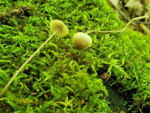  (Mycena aff. amicta - TJR0063)  @11 [ ] CreativeCommons - Attribution Non-Commercial (2019) Trey Richards Unspecified