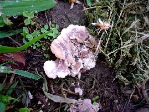  ( - MO378357)  @11 [ ] Creative Commons Wikipedia Compatible v3.0 (2019) Joanne Schwartz Unspecified