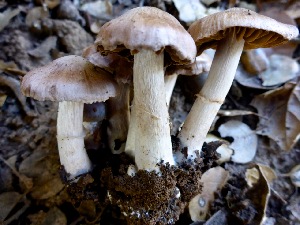  (Cortinarius ohlone - MO403362)  @11 [ ] Unspecified (default): All Rights Reserved (2020) Joanne Schwartz Unspecified