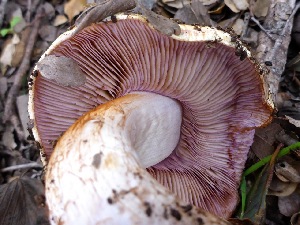  (Cortinarius roseobulbus - MO403366)  @11 [ ] Unspecified (default): All Rights Reserved (2020) Joanne Schwartz Unspecified