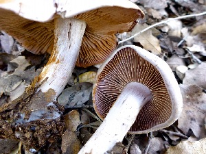  (Cortinarius huddartensis - MO403475)  @11 [ ] Unspecified (default): All Rights Reserved (2020) Joanne Schwartz Unspecified