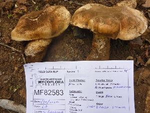  (Tricholoma aff. aurantium - MO405080)  @11 [ ] Unspecified (default): All Rights Reserved (2020) Joanne Schwartz Unspecified