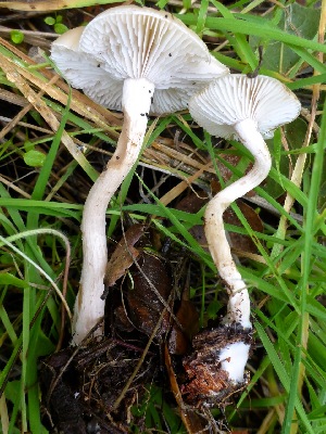  (Clitocybe odora - MO405211)  @11 [ ] Unspecified (default): All Rights Reserved (2020) Joanne Schwartz Unspecified