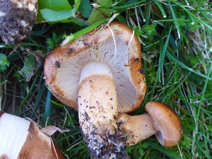  (Tricholoma fracticum - MO442325)  @11 [ ] Unspecified (default): All Rights Reserved (2020) Joanne Schwartz Unspecified