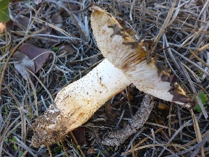  (Tricholoma aurantium - MO450045)  @11 [ ] Unspecified (default): All Rights Reserved (2021) Joanne Schwartz Unspecified