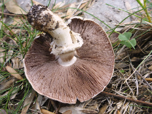  (Agaricus deardorffensis - MO479428)  @11 [ ] Unspecified (default): All Rights Reserved (2021) Joanne Schwartz Unspecified