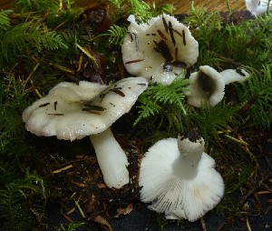  (Russula phoenicea - iNat100023017)  @11 [ ] some rights reserved (CC BY-NC) (2021) Ann Goddard Unspecified