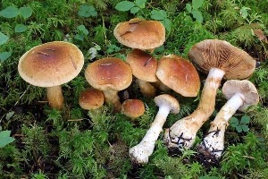  (Cortinarius saginus - iNat100099274)  @11 [ ] all rights reserved (2018) Steve Trudell Unspecified