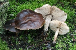  (Pluteus rangifer - iNat100100879)  @11 [ ] all rights reserved (2021) Steve Trudell Unspecified