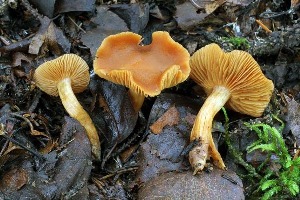  (Cortinarius renidens - iNat100103918)  @11 [ ] all rights reserved (2021) Steve Trudell Unspecified