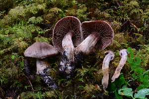  (Cortinarius cf. cacaocolor - iNat100118407)  @11 [ ] all rights reserved (2021) Shannon Unspecified