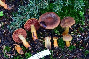 (Cortinarius cf. pseudofervidus - iNat100118726)  @11 [ ] all rights reserved (2021) Shannon Unspecified