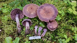  (Cortinarius agathosmus - iNat100118863)  @11 [ ] all rights reserved (2021) Shannon Unspecified