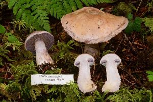  (Cortinarius rufolatus - iNat100119077)  @11 [ ] all rights reserved (2021) Shannon Unspecified