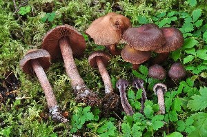  (Cortinarius brunneus - iNat100237851)  @11 [ ] some rights reserved (CC BY-NC-SA) (2021) noah_siegel Unspecified