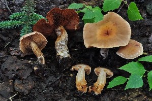  (Cortinarius bivelus - iNat100237856)  @11 [ ] some rights reserved (CC BY-NC-SA) (2021) noah_siegel Unspecified