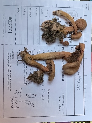  (Chroogomphus tomentosus - iNat100349530)  @11 [ ] all rights reserved (2021) Autumn Anglin Unspecified
