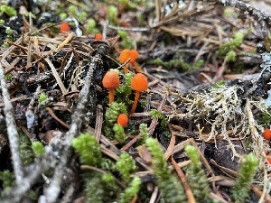  (Mycena strobilinoidea - iNat100352229)  @11 [ ] all rights reserved (2021) Autumn Anglin Unspecified