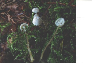  (Mycena cinerella - iNat30514031b)  @11 [ ] some rights reserved (CC BY-NC) (2012) cizon77 Unspecified