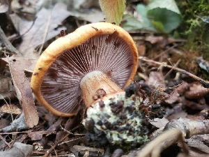  (Cortinarius amnicola - TJR0073)  @11 [ ] CreativeCommons - Attribution Non-Commercial (2019) Trey Richards Unspecified