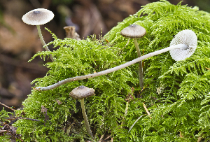  (Mycena amicta - iNat32081265b)  @11 [ ] some rights reserved (CC BY-NC-ND) (2011) Fred M. Rhoades Unspecified