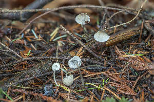  (Mycena deceptor - iNat32111908b)  @11 [ ] some rights reserved (CC BY-NC-ND) (2014) Fred M. Rhoades Unspecified