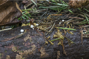  (Hemimycena tortuosa - iNat32113005)  @11 [ ] some rights reserved (CC BY-NC) (2015) Fred M. Rhoades Unspecified