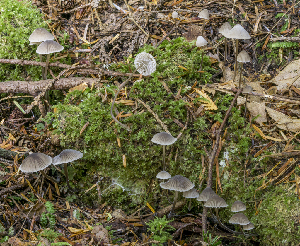  (Mycena aff. leptocephala - iNat32114681)  @11 [ ] some rights reserved (CC BY-NC) (2016) Fred M. Rhoades Unspecified