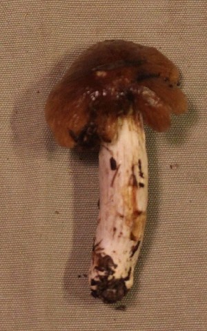  (Cortinarius vanduzerensis - iNat34762044)  @11 [ ] some rights reserved (CC BY-NC) (2019) Emma Harrower Unspecified