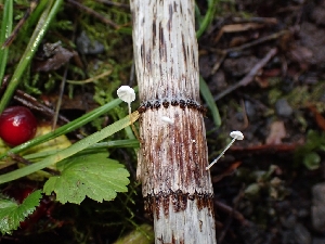  (Marasmius epiphyllus - iNat35598043)  @11 [ ] all rights reserved (2019) Luca Hickey Unspecified