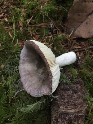  (Russula hypofragilis - iNat35714465)  @11 [ ] some rights reserved (CC BY-NC) (2019) Ann Goddard Unspecified