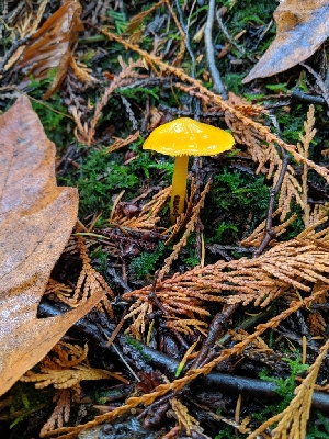  (Hygrocybe aff. flavescens KWH-2011 - iNat35727206)  @11 [ ] Copyright (c) (2019) Sharon Squazzo Unspecified