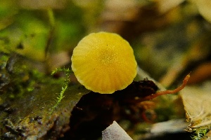  (Hygrocybe aff. parvula - iNat54954986)  @11 [ ] some rights reserved (CC BY-NC) (2020) natvik Unspecified