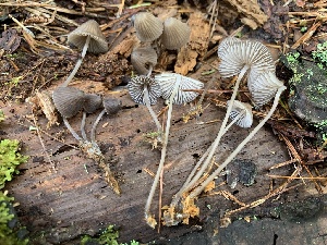  (Mycena aff. silvae-nigrae - iNat58416900)  @11 [ ] some rights reserved (CC BY-NC) (2020) Paula DeSanto Unspecified