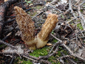  (Morchella tomentosa - iNat58435927)  @11 [ ] some rights reserved (CC BY) (2020) Matt Bowser Unspecified