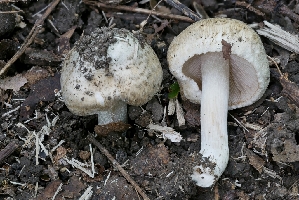 (Inocybe aff. erinaceomorpha - iNat58495976)  @11 [ ] some rights reserved (CC BY) (2020) Garrett Taylor Unspecified