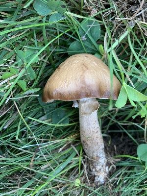  (Cyclocybe erebia IN01 - iNat62668483)  @11 [ ] all rights reserved (2020) pcpalmer3 Unspecified