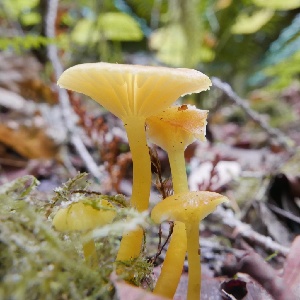  (Hygrocybe aff. constrictospora - iNat62920572)  @11 [ ] some rights reserved (CC BY-NC) (2020) natvik Unspecified