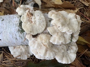  (Trametes pubescens - iNat63239103)  @11 [ ] some rights reserved (CC BY-NC) (2020) Paula DeSanto Unspecified