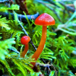  (Hygrocybe aff. mucronella - iNat63540458)  @11 [ ] some rights reserved (CC BY-NC) (2020) natvik Unspecified