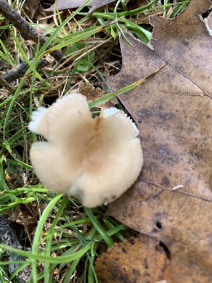  (Russula sp. IN01 - iNat63888074)  @11 [ ] all rights reserved (2020) pcpalmer3 Unspecified