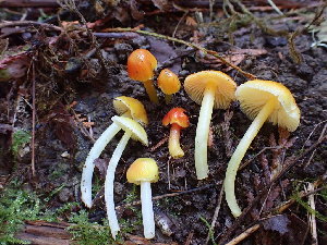  (Hygrocybe aff. glutinipes - iNat64776561)  @11 [ ] all rights reserved (2020) Luca Hickey Unspecified