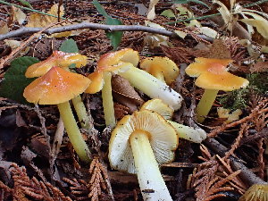  (Hygrocybe aff. acutoconica - iNat64776568)  @11 [ ] all rights reserved (2020) Luca Hickey Unspecified
