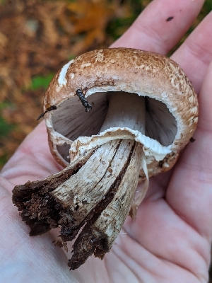  (Agaricus subrufescentoides - iNat64837801)  @11 [ ] all rights reserved (2020) Sharon Squazzo Unspecified