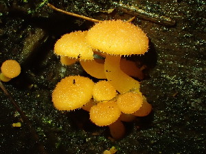  (Chrysomphalina aurantiaca - iNat64898604)  @11 [ ] all rights reserved (2020) Lauren Re Unspecified